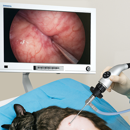 El papel de los endoscopios veterinarios en la atención médica de mascotas modernas