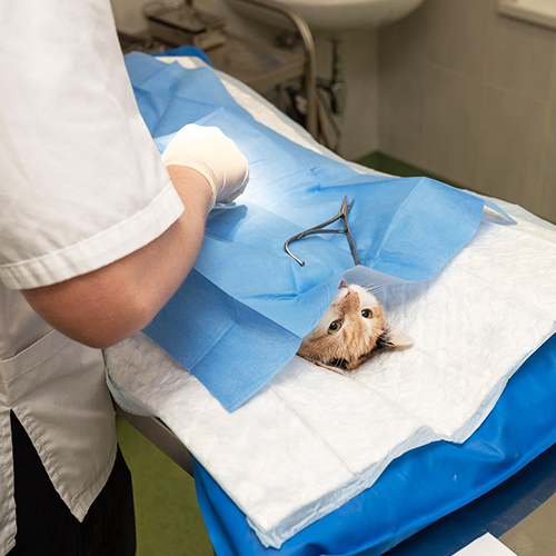 ¿Por qué es importante el laparoscopio veterinario en la atención médica animal?