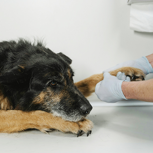 ¿Pueden las radiografías diagnosticar con precisión las fracturas en los huesos de un perro?