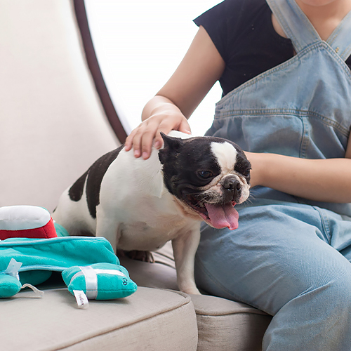 Cómo realizar de manera confiable un ECG veterinario