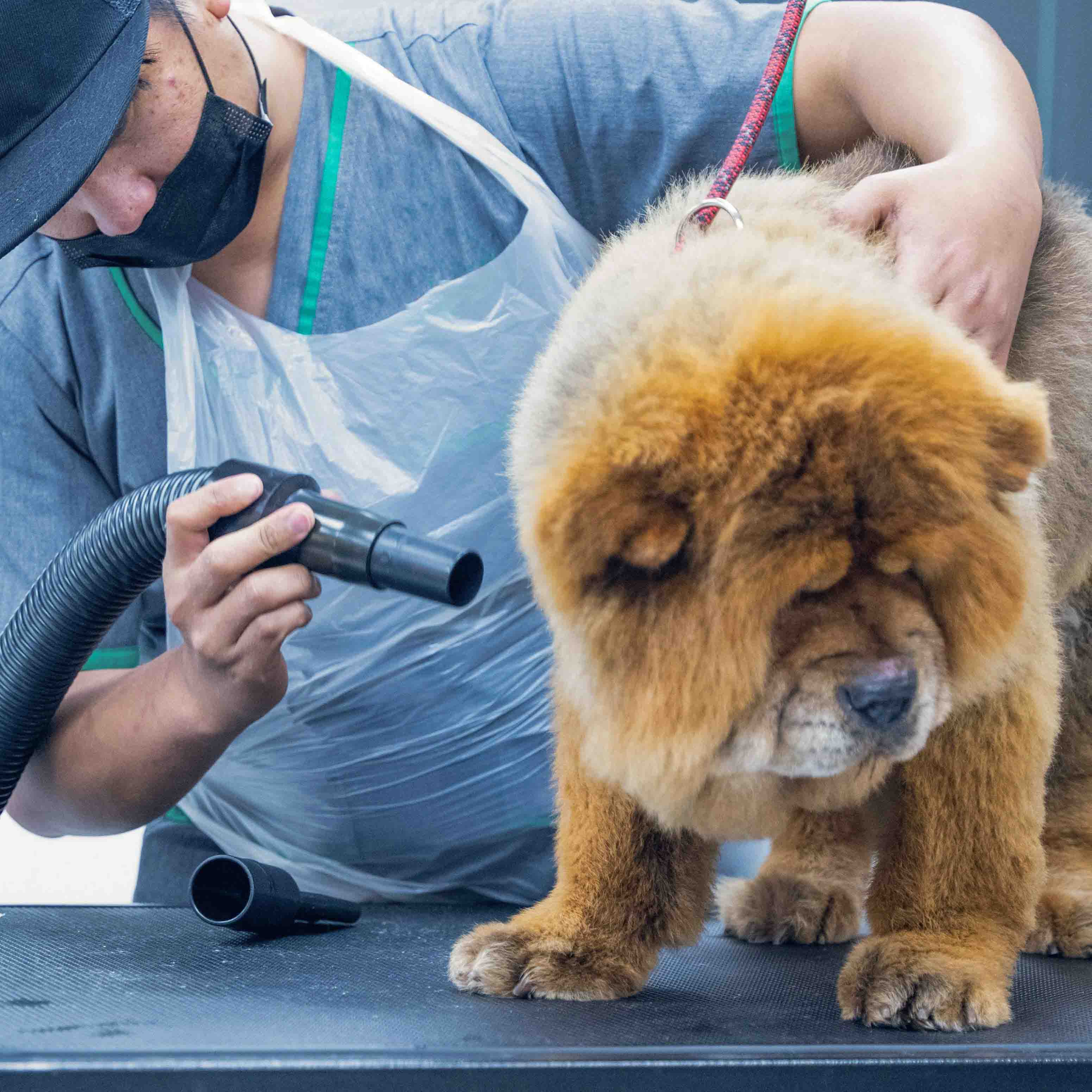 Secadora para mascotas de 1 motor