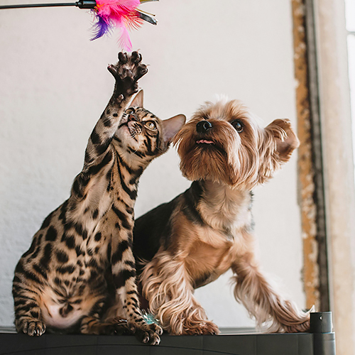 Las 4 mejores arritmias ventriculares en perros y gatos